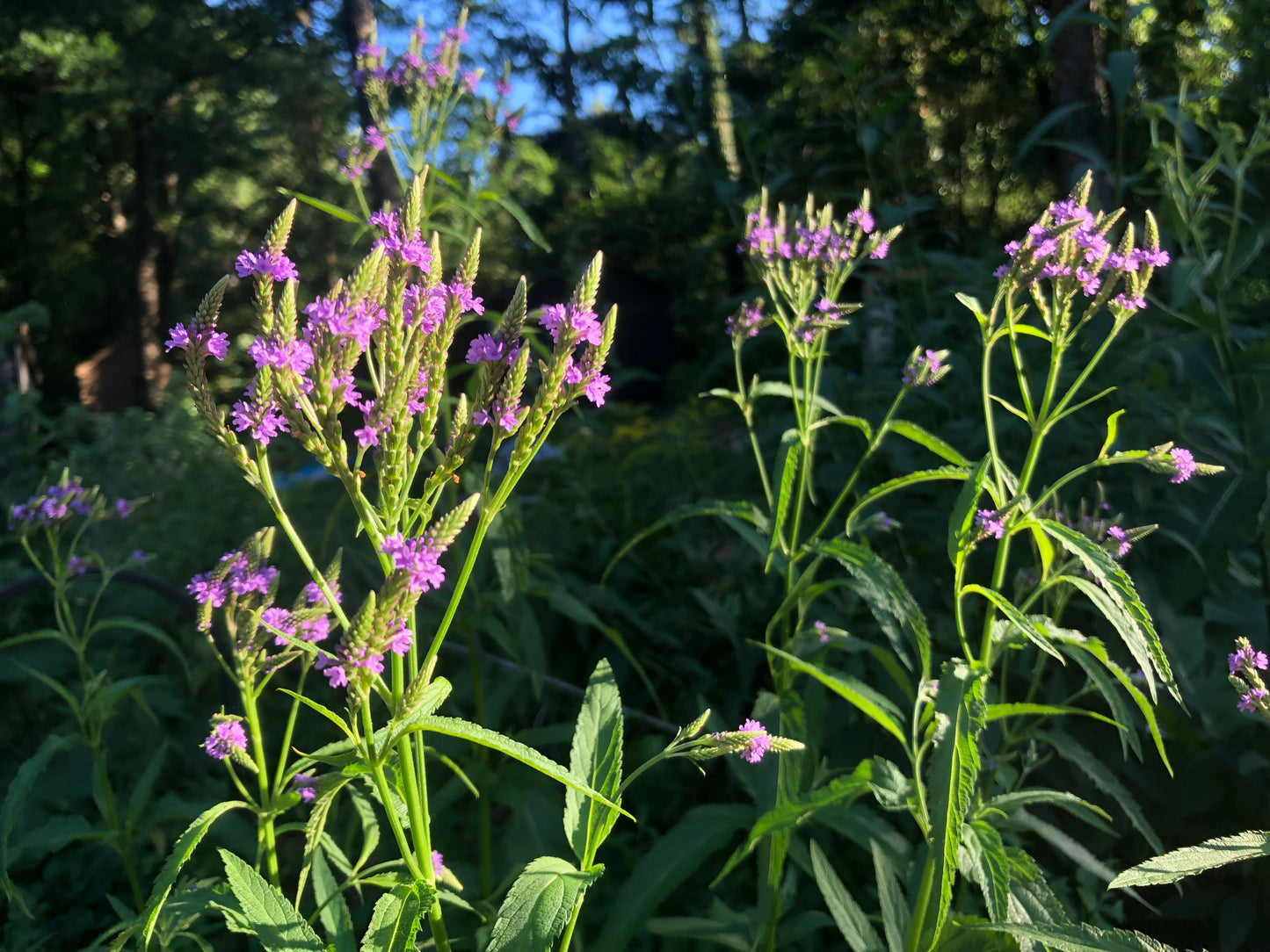 Blue Vervain Tincture