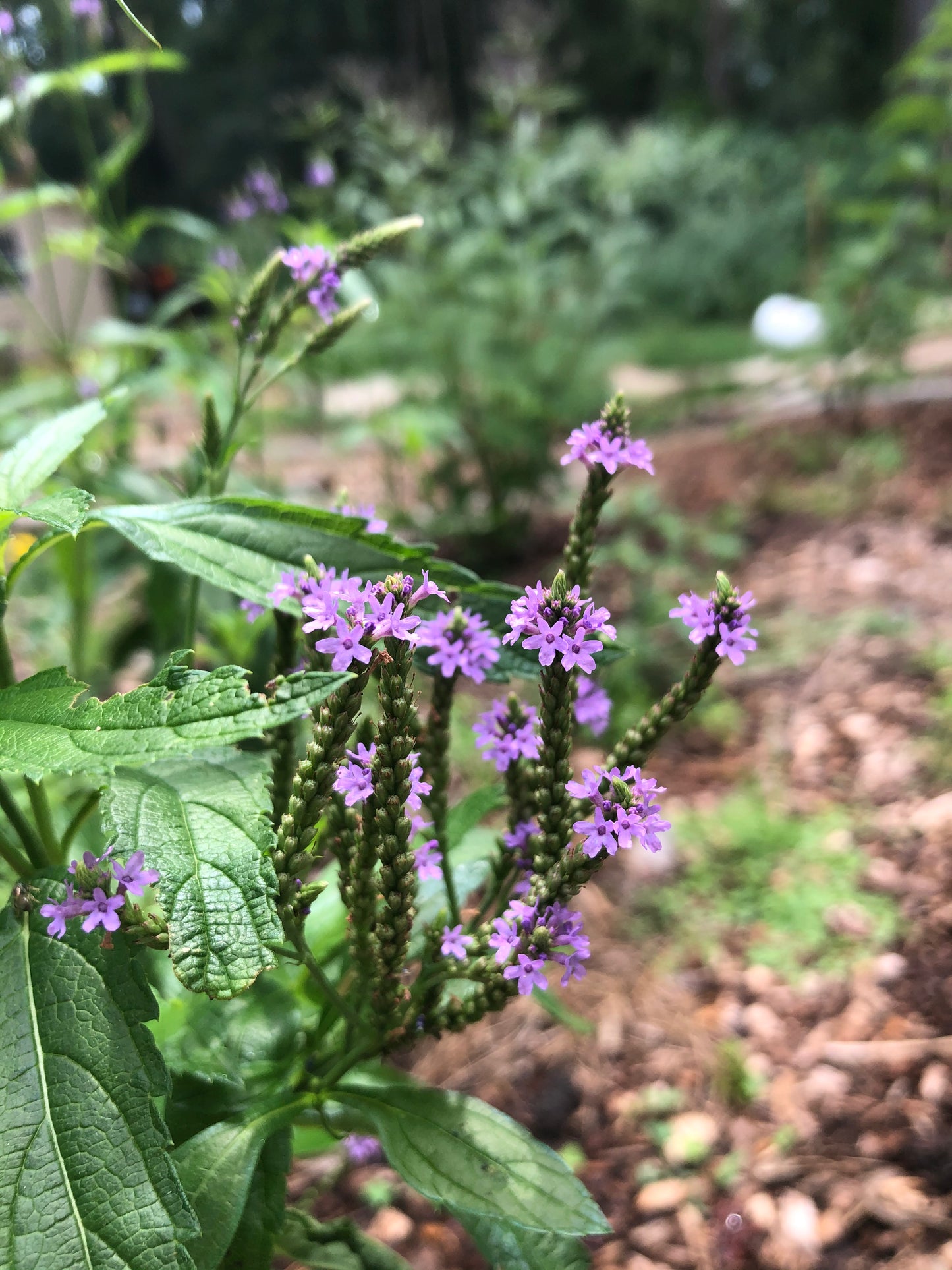 Blue Vervain Tincture