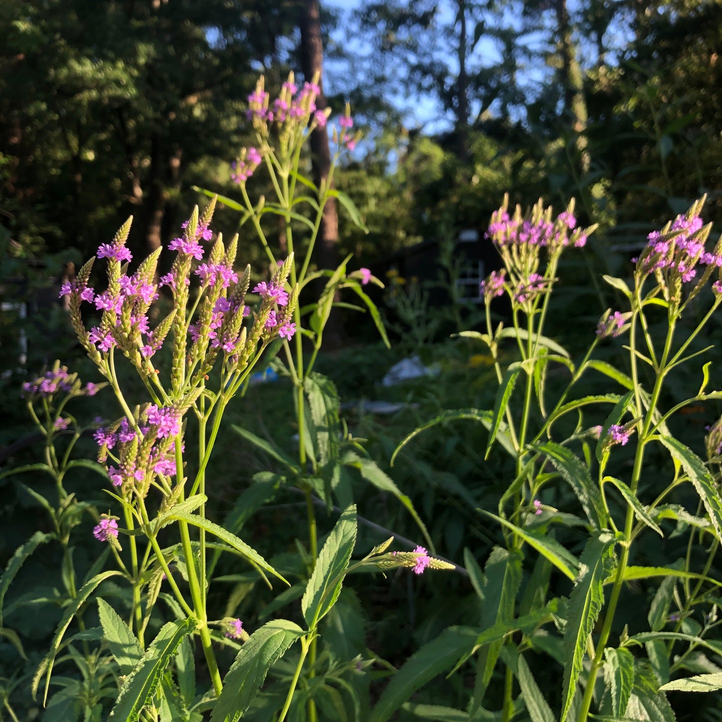 Blue Vervain Tincture