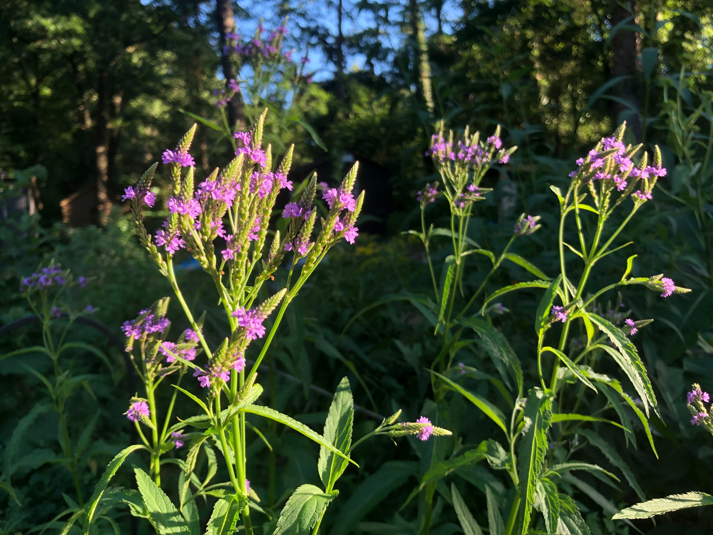 Blue Vervain Tincture