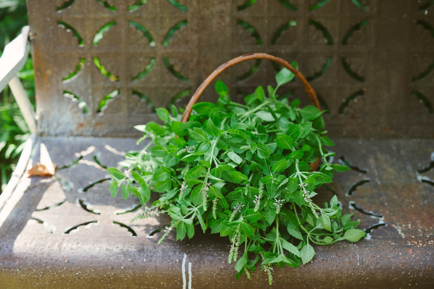 Holy Basil Tincture