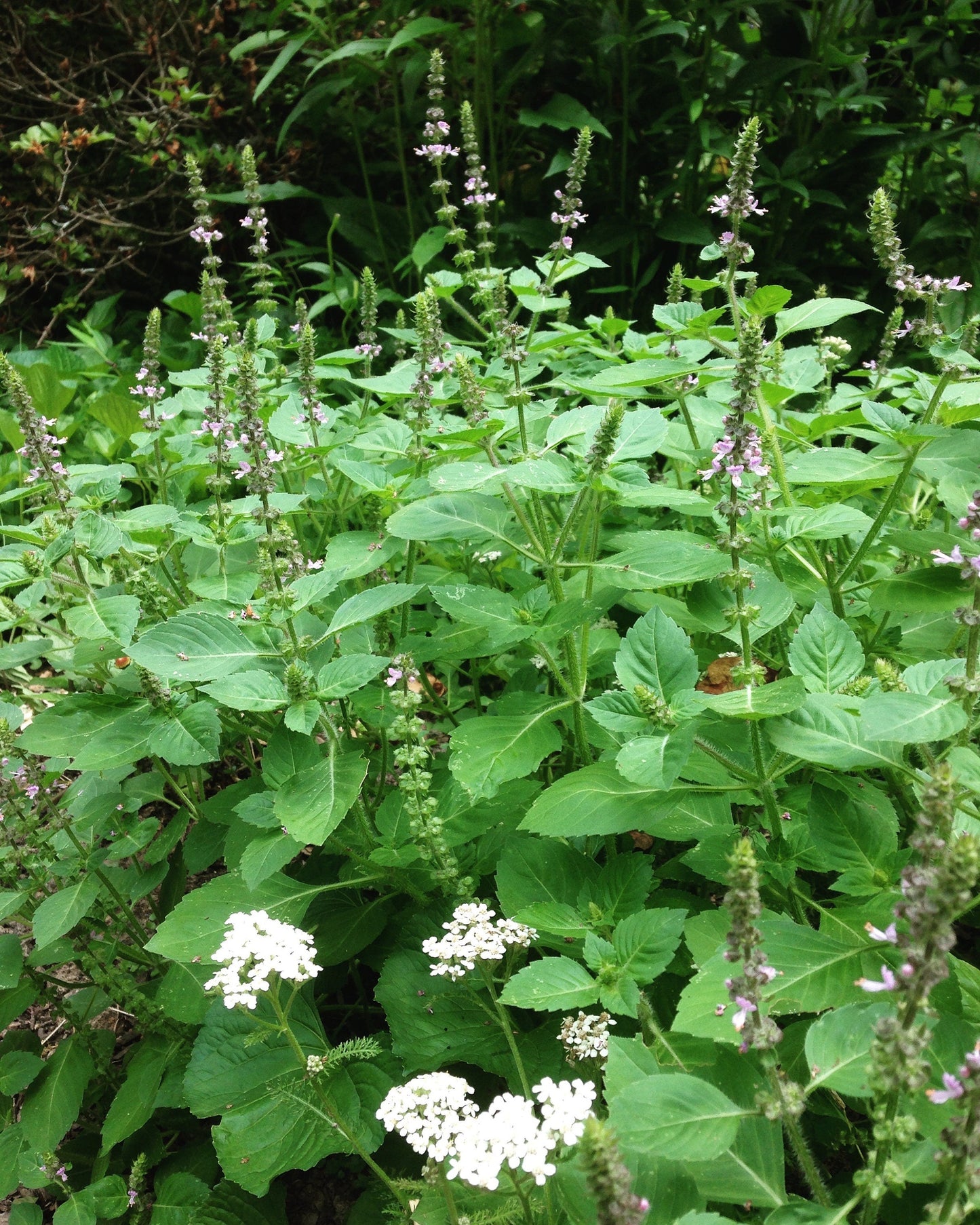 Holy Basil Tincture