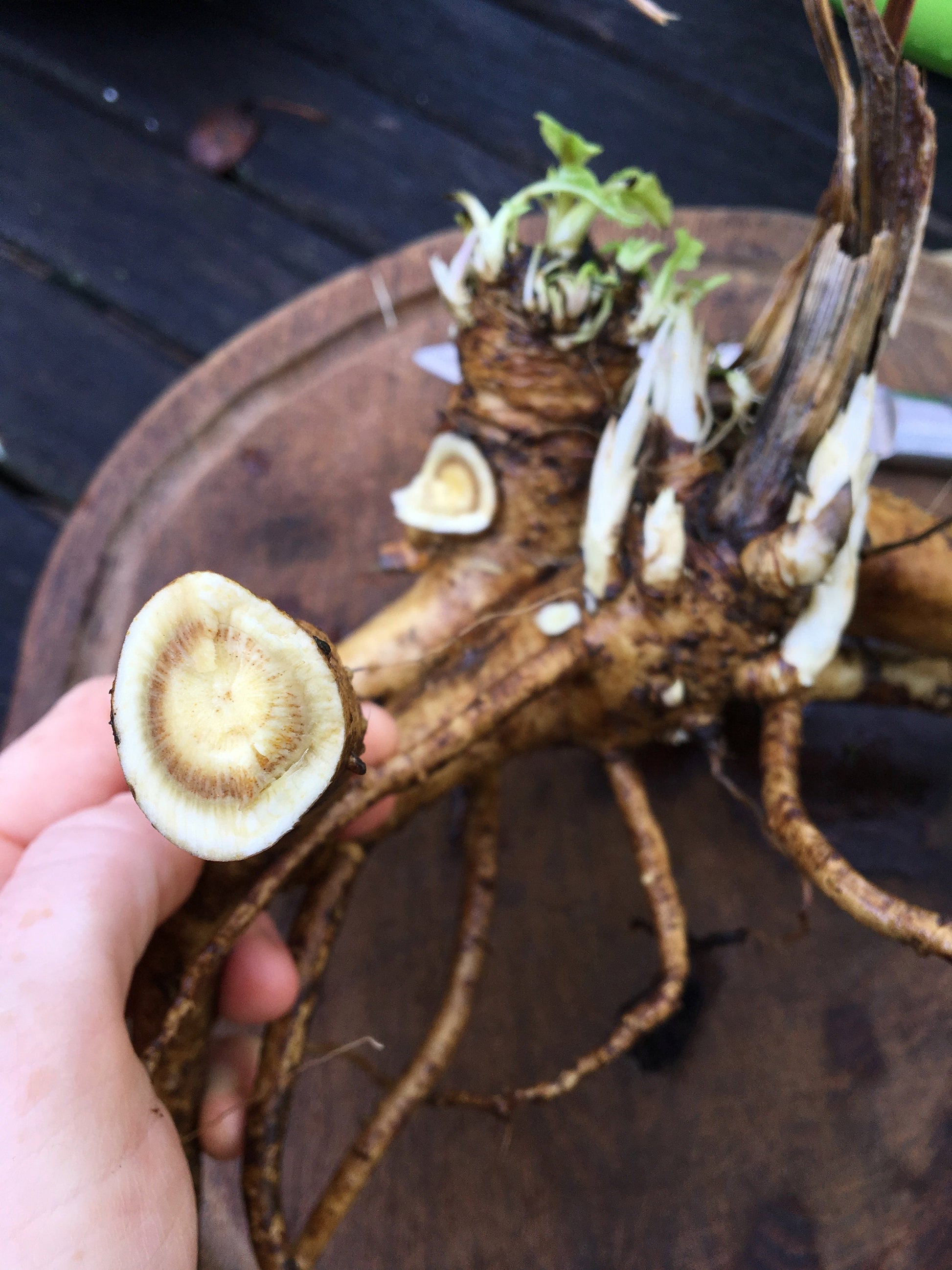 Fresh elecampane root on a cutting board