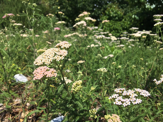 Yarrow Tincture